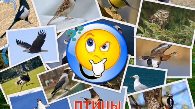 Малыш учит птиц с Мишей смотреть онлайн