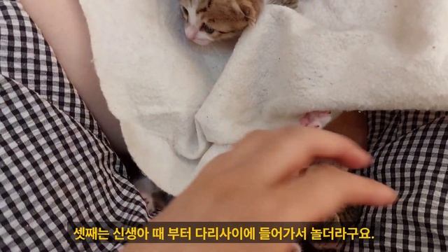 아기 고양이 인공 수유 입문 레벨1 смотреть онлайн