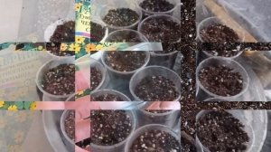 #изсемян ТУНБЕРГИЯ ИЗ СЕМЯН ПОСАДКА #наизнанку #нарассаду #посадка #тунбергия #вьющиесяцветы