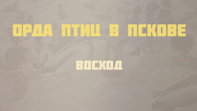 Орда разных птиц в Пскове смотреть онлайн