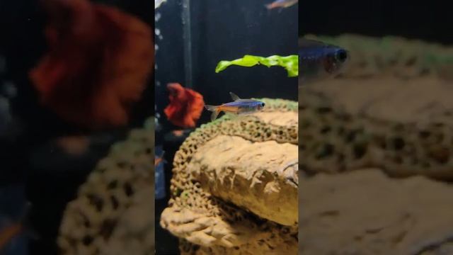 🐠 Неон голубой смотреть онлайн