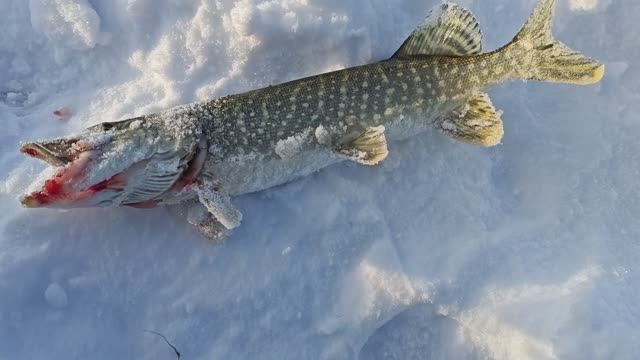 Рыбалка на Сугояке 24.12.24 смотреть онлайн