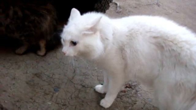 Разборки Котэ смотреть онлайн