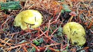 ГРИБНИК  НЕ ОЖИДАЛ УВИДЕТЬ СТОЛЬКО ГРИБОВ!!! ЦЕЛЫЕ ПОЛЯНЫ ЗЕЛЕНУШЕК. Сбор грибов