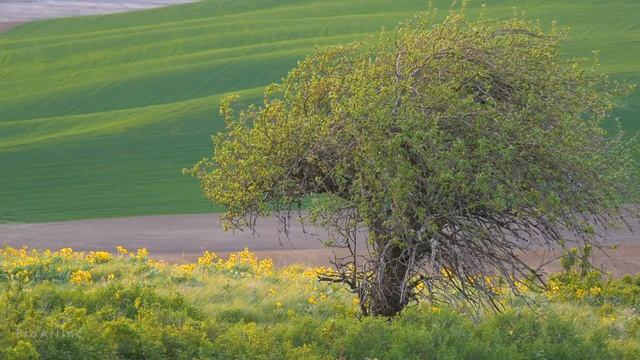 1HR Static Nature Relax Beautiful Tree with Nature Sounds & Birds Signing смотреть онлайн