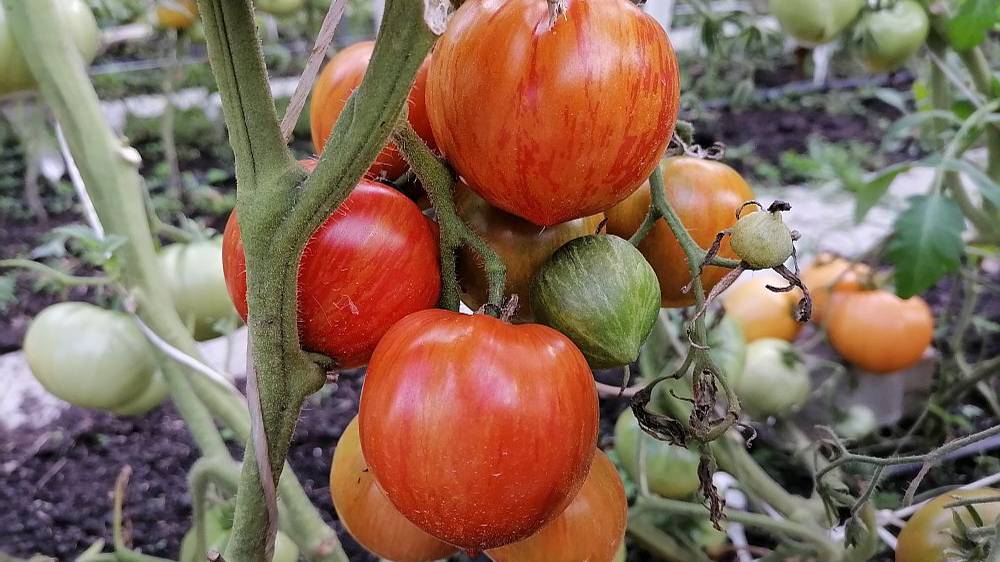 Супер томаты из пасынков (часть 2) смотреть онлайн