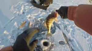 Ловля берша на тюльку. Как поймать берша.