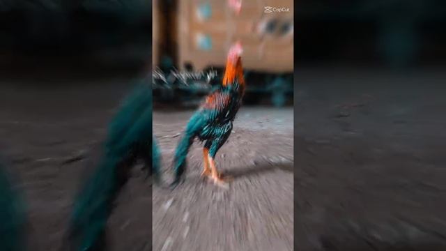 jaguar.jr🐔 usia 8bln up ayam hias Bangkok ekor lidi смотреть онлайн