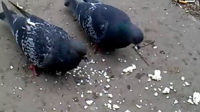 белковая загрузка у голубей смотреть онлайн