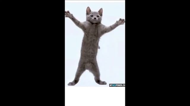 Cat- Rock That Body смотреть онлайн