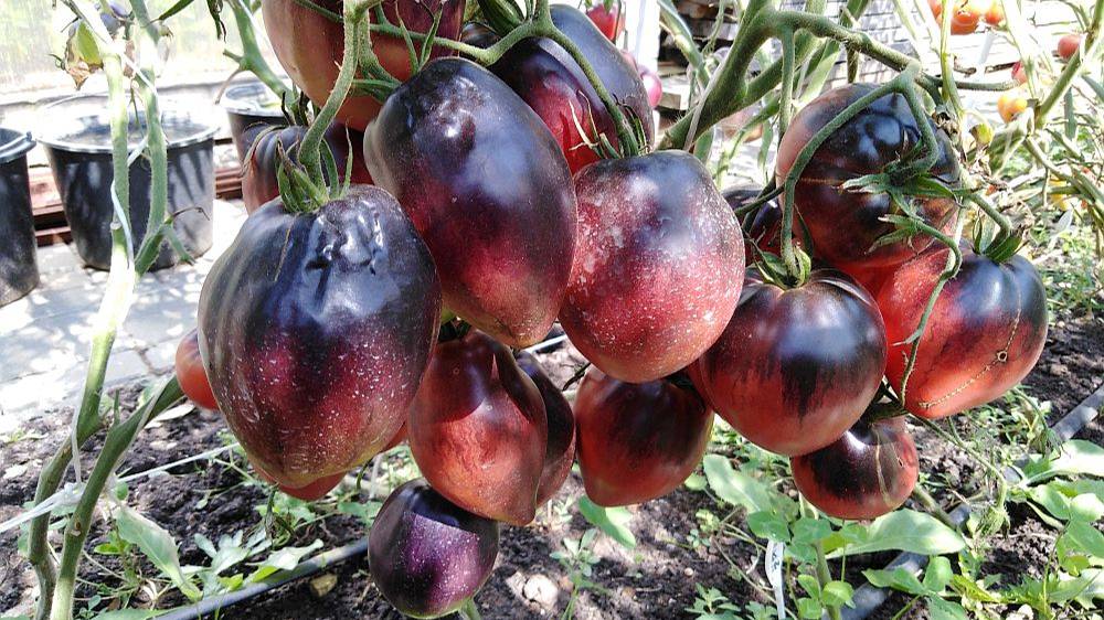 Томаты экзоты в теплице смотреть онлайн