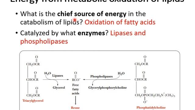Biochemistry Lipids and membrane proteins Lipid Metabolism narrated copy смотреть онлайн