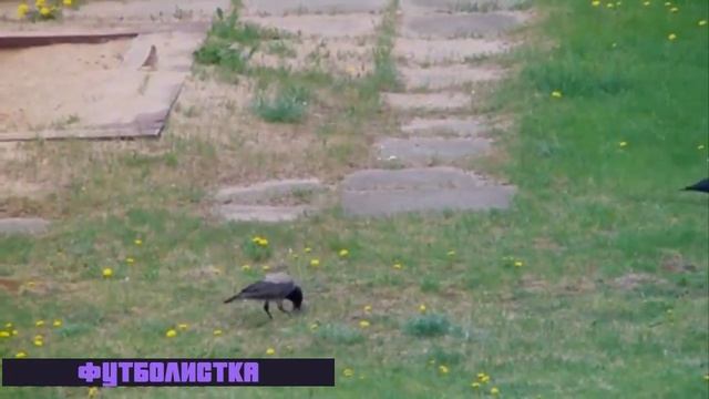 Песня футбольный марш Футбольная ворона смотреть онлайн