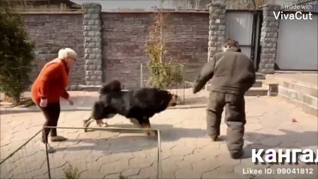 Кангал смотреть онлайн