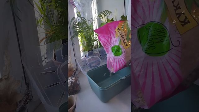 ☘️Как правильно и в чем перевозить крысу?🤔|Как приучить крысу к переноске?🐀@MY_PET_PLANET смотреть онлайн