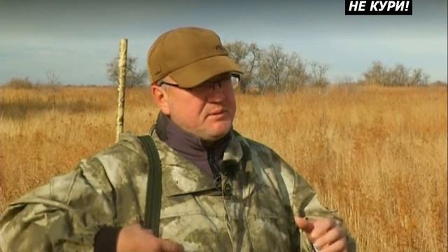 Охота на фазана в астраханской области. Охота на фазана с легавой . 2018 смотреть онлайн