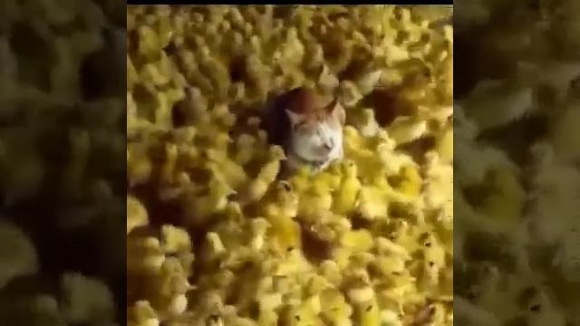 ПЕСНЯ Цып цып цып, мои цыплятки смотреть онлайн