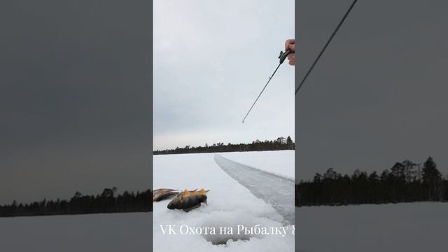 Раздача окуня на гвоздь #зимняярыбалка #первыйлёд #окунь #щука #рыбалка #тайга #таёжный смотреть онлайн