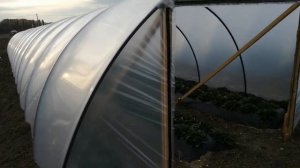 Устройства балаган для клубники