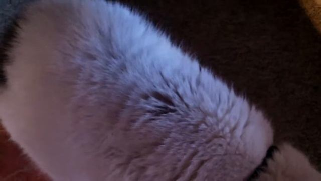 Cat fork fed смотреть онлайн