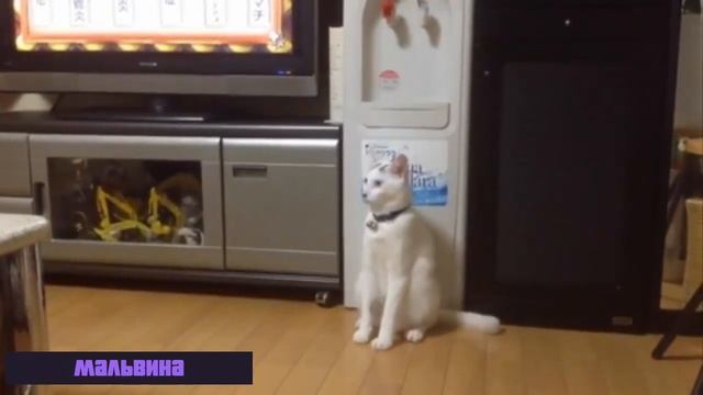 я девочка мальвина смотреть онлайн