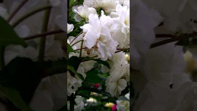 Белые розы. Дмитрий Шлапак смотреть онлайн