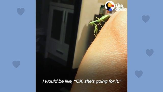 Man and Praying Mantis Become Best Friends | The Dodo Soulmates смотреть онлайн
