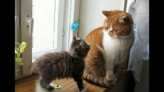 Смешные ролики про котов 2019 - Смешные кошки МатроскинТВ смотреть онлайн