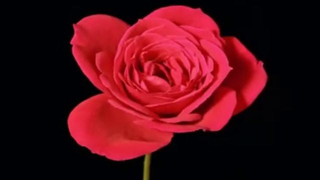 Tchaikovsky. Waltz of Flowers (Dora Lux clip)#doralux #доралюкс #чайковский смотреть онлайн