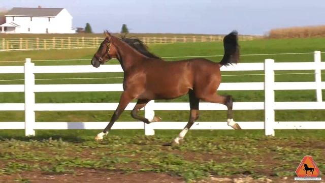 ROCKETMACHINE - Hip # 182 смотреть онлайн