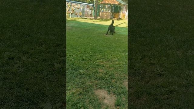 Symiko.ru | Собака Балу ищет дом. Отдаем бесплатно. Собаки в дар в добрые руки. смотреть онлайн