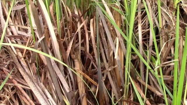 Identifying, Harvesting and Cooking with Cattails смотреть онлайн