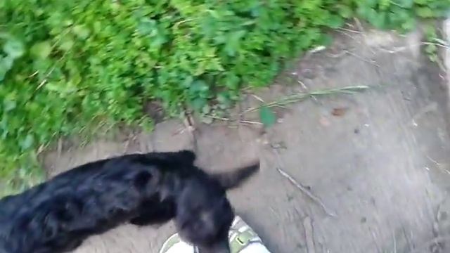 Чёрный козлёнок смотреть онлайн
