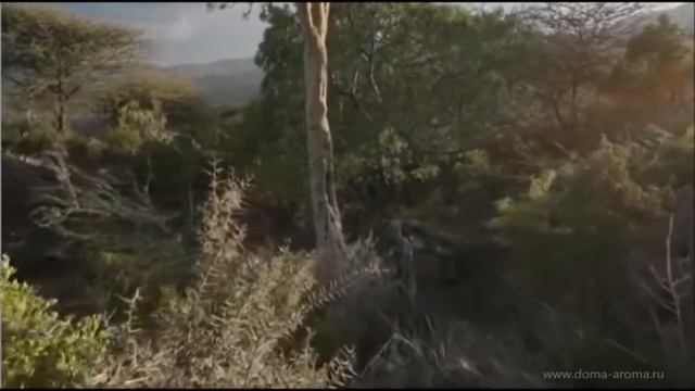Сомали: эфирное масло ладана от doTERRA смотреть онлайн
