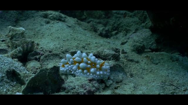 Videography Showreel - Koh Tao смотреть онлайн