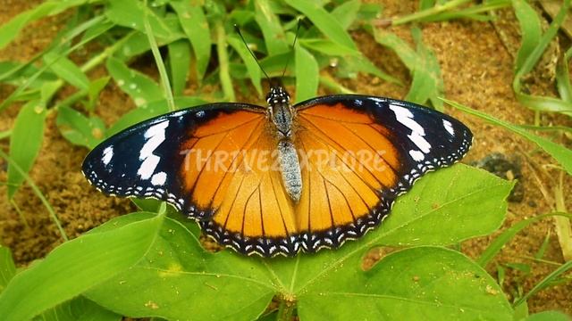 /BUTTERFLIES IN TIRUNELVELI/ PART - 2 /MIMICRY & CAMOUFLAGE @THRIVE2EXPLORE55 смотреть онлайн