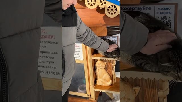 Серый котик #казань #раифа смотреть онлайн