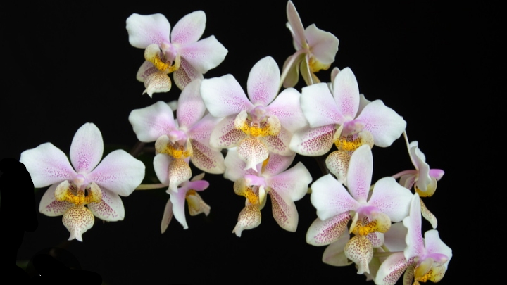 Стюартиана Шиллера (Шиллериана) пересадка в двойной горшок