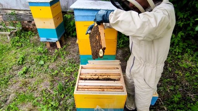 Ставлю третий корпус на семьи. смотреть онлайн