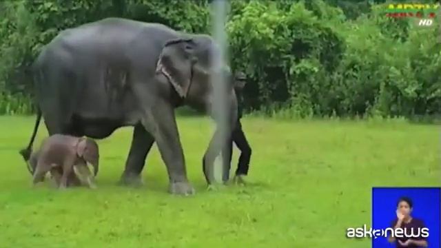 Myanmar, nasce un raro elefante bianco, segno di buona fortuna смотреть онлайн