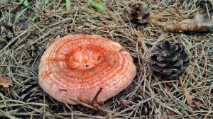 УДАЧНО ВЫБРАЛСЯ В ЛЕС!! Массовый сбор грибов в МОРОЗ!!! Сбор грибов