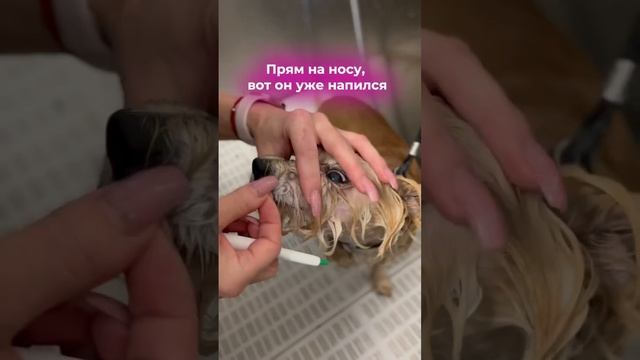 Достаем клеща с помощью петли #grooming #tallinn #грумер #собаки #dog #doglover смотреть онлайн