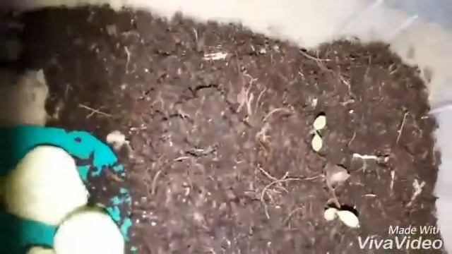 Улитки TV. Ведем видеоблог над моими улитачками влог2 смотреть онлайн