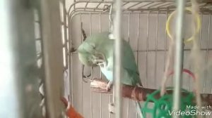 Смешной Ожереловый попугай