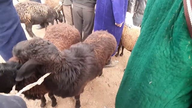 GUZOR MOL BOZOR 2020 QOY ECHKI NARXLARI