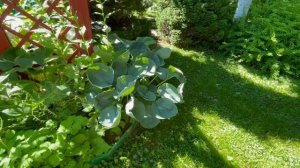 Сад 300 хост. Крупные хосты: Abiqua Drinking Gurd и компания