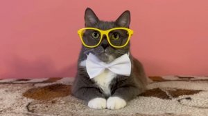 ЛЕТО В ШКОЛЕ КОТИКОВ