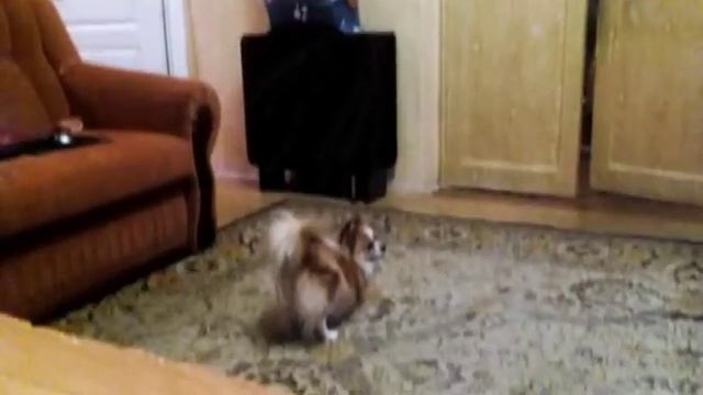 Моя собака /7 ЧАСТЬ смотреть онлайн