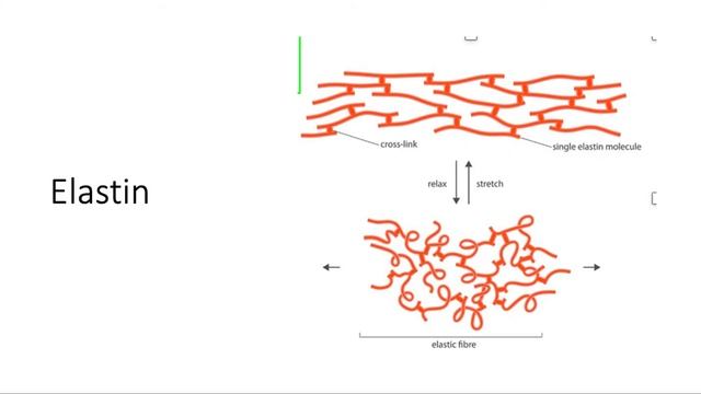 Pathology Robbins: tissue renewal part 1-2 by Prov. Sapargalieva смотреть онлайн