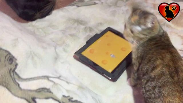 Кошки-Мышки смотреть онлайн